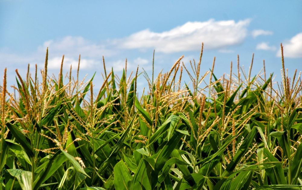 corn-65304.webp