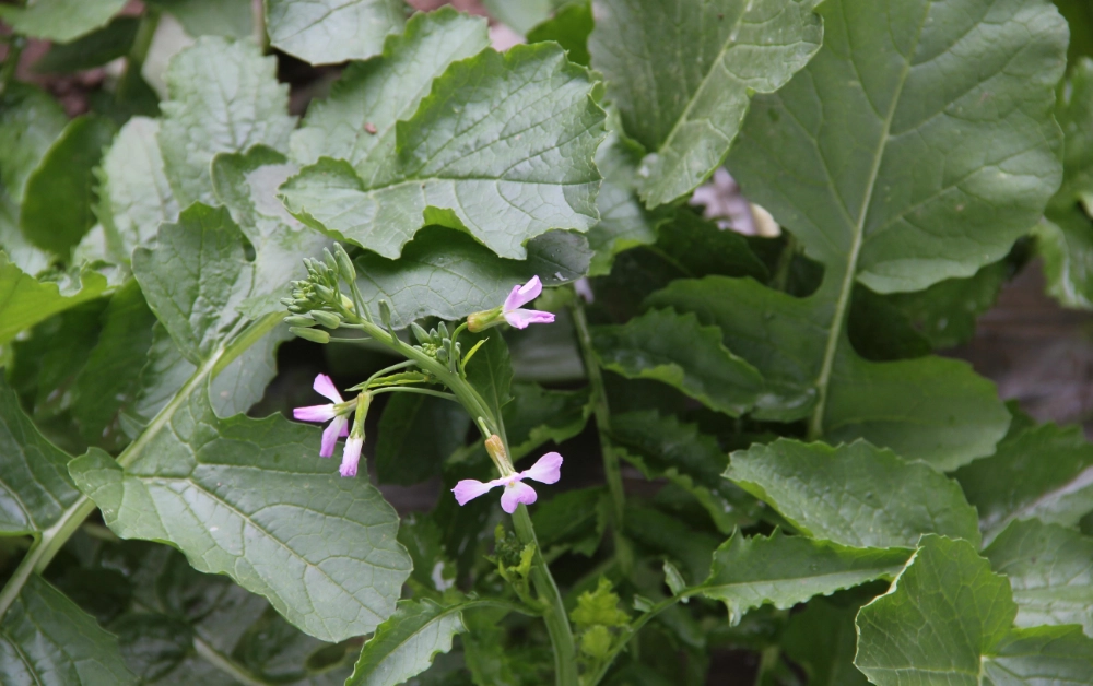plant-1146418.webp